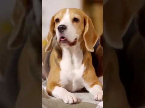 Dogs and Omega 3 - Shocking Ways Dogs Benefit From Omega 3