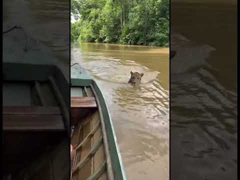 Macaco fugindo da onça😱 #macaco #onça #pesca #shorts #viral #selvagem