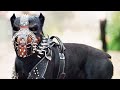 15 Races De Chiens Interdites Dans Le Monde Entier