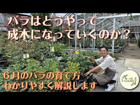 バラの茂みと一緒に何を植えるべきか、決して一緒に植えるべきではない植物はどれですか デジタルコンパニオン