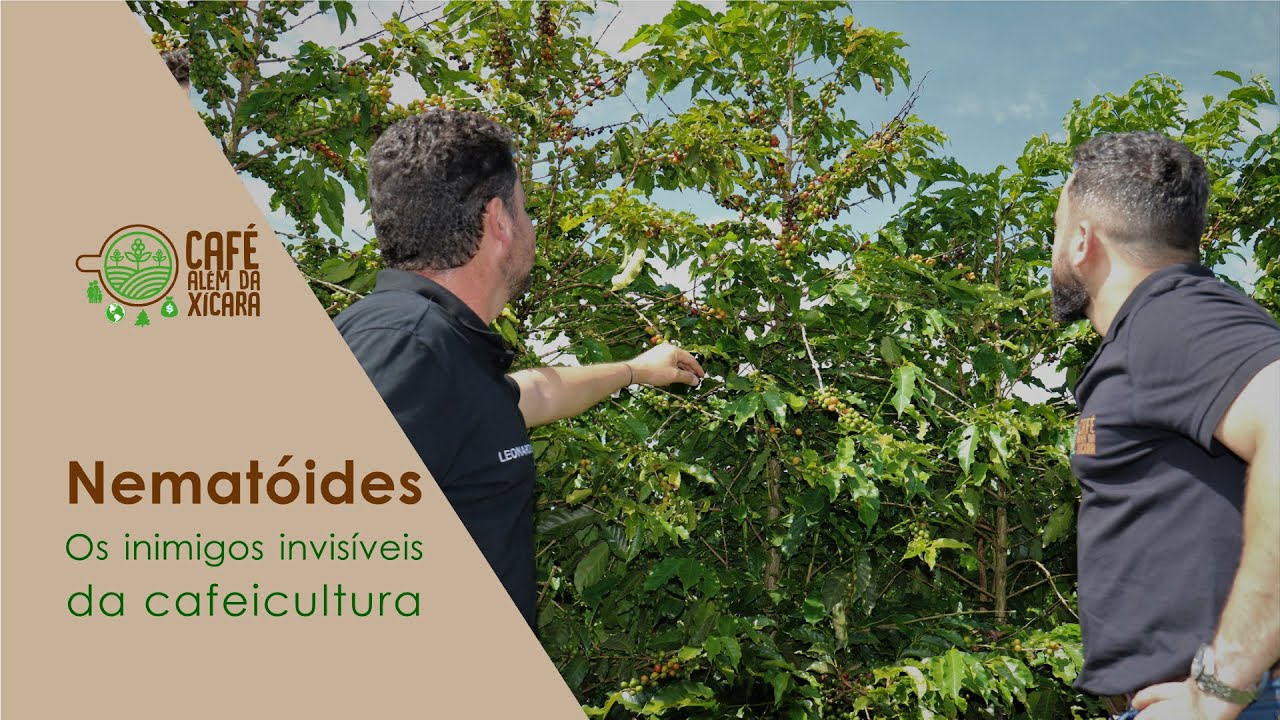 Nematóides - Os inimigos invisíveis da cafeicultura | Café Além da Xícara