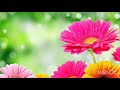 Mandara Poo Mooli Vinodayathra Madhu Balakrishnan Swetha Mohan