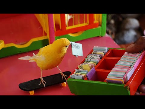 download lagu mp3 mp4 Pajaritos De La Suerte, download lagu Pajaritos De La Suerte gratis, unduh video klip Pajaritos De La Suerte