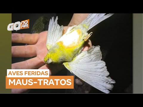 Fogo em imóvel revela rinha de galos e prática criminosa em Morrinhos (GO)