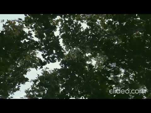 Relaxation Video of Nature Scenery and Relaxing Music for Stress Relief.