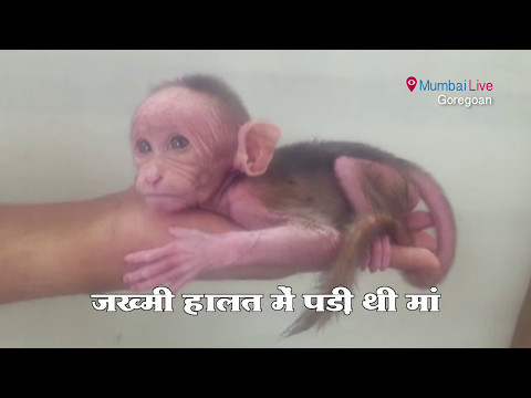 Baby monkey turns orphan on Mother’s Day
