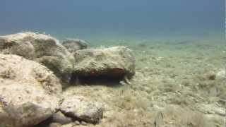 preview picture of video 'Silba | Underwater | Canon S100 | first dive'