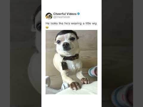 He looks like he’s wearing a little wig 😂