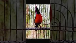 Download lagu suara burung Kolibri ninja gacor mp3 Download lagu suara burung Kolibri ninja gacor mp3