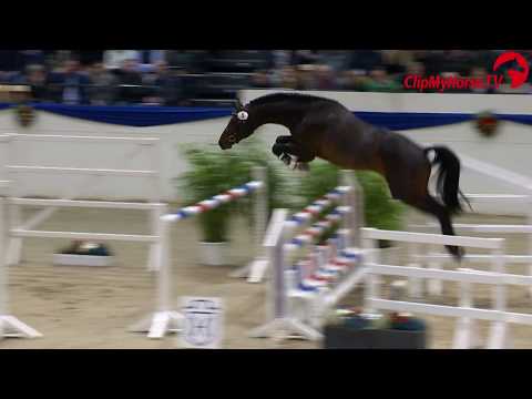 Holsteiner Körung 2019 - Nr. 05 | Acodano