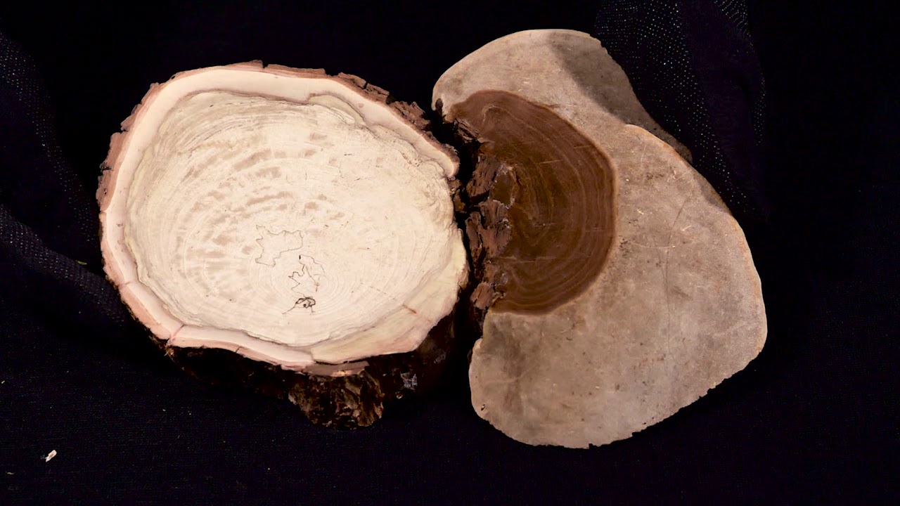 Watch V PARTE: HONGOS Y PARÁSITOS.. Now V PARTE: HONGOS Y PARÁSITOS..