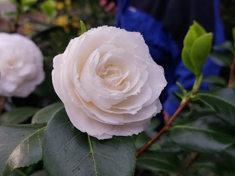 2022 2 Kamelienblühte im grossen Gewaechshaus,  Bad Wilhelmshoehe, Bergpark Kassel Weltkulturerbe.