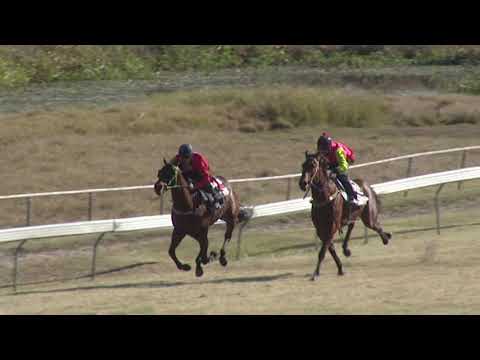 Barrier Trials 2 - 900m - Yeppoon 24/7/2019