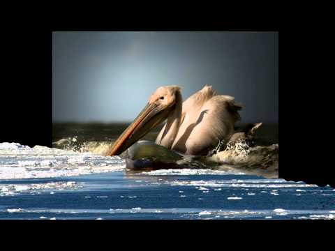 Arve Moen Bergset Norwey   Pal sine honur