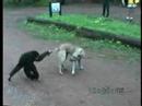 Mono le jala la cola a un perro