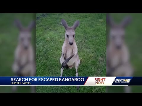 Image result for Kangaroo bolts from South Florida sanctuary, on the loose