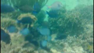 preview picture of video 'The Coral Reefs of Bocas Del Toro, Panama (Filmed Underwater with a Nokia N95!)'