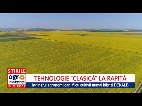 Tehnologia ”clasică” la rapița ing. Ioan Micu din comuna Horia, Constanța