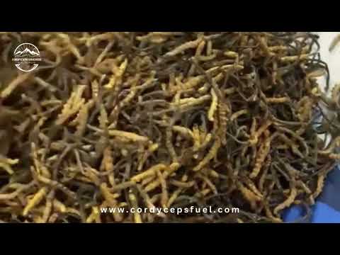 30g wild cordyceps sinensis