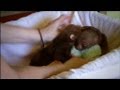 Baby Sloth Twins Are Inseparable 