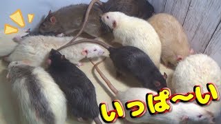 ファンシーラットの新入りちゃんに大家族と会わせたりしてみた(ゆっくり実況音声あり)