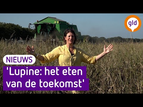 'Gelderse lupine prima alternatief voor Zuid-Amerikaanse soja'