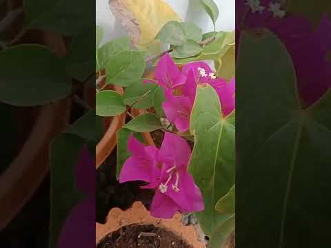 🌹🌺🌻🌼🌷💐