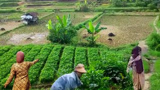 Download lagu LUAR BIASA !! KAMPUNG TERPENCIL YANG SUPER INDAH PEMANDANGAN ALAM DESA | SUASANA PEDESAAN JAWA BARAT mp3