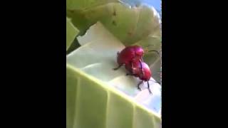 #Insects || Red beetles caught in the act of love-making || Funny Animals