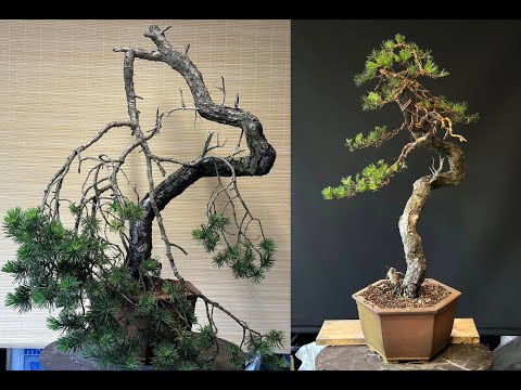 First styling of a yamadori Scots Pine Bonsai
