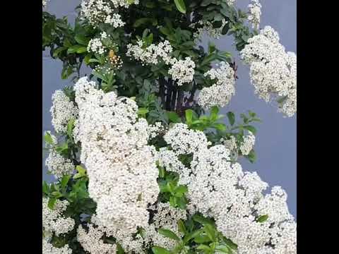 Muhteşem gelin gibi bir çalı🌿🌸 #shorts #flowers #çalı