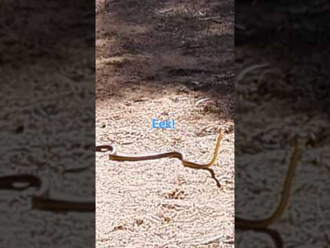 Snake Encounter on the Trail to Bustard Head Lighthouse | Day 120 Sailing Doxie.