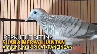 Download lagu Perkutut Betina memanggil jantan Suara bersahutan perkutut lokal gacor , Ampuh untuk PANCINGAN mp3 Download lagu Perkutut Betina memanggil jantan Suara bersahutan perkutut lokal gacor , Ampuh untuk PANCINGAN mp3
