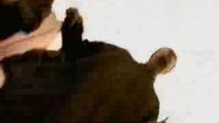 flesh n bone- player hater