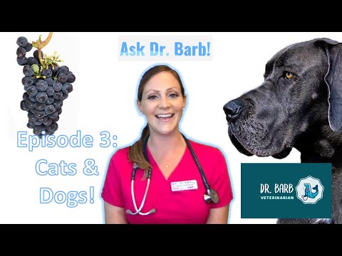 Why are grapes toxic to dogs? | Ask Dr Barb! Episode 3: Cats and Dogs! 🐶🐱🍇🍫