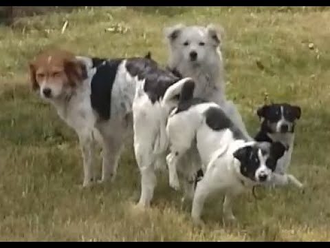 Festiwal wolnych psów / psie gody - videorelacja / Free dogs festival / dog mating – videorelation