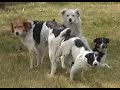 Festiwal Wolnych Psów Psie Gody Videorelacja Free Dogs Festival Dog Mating Videorelation