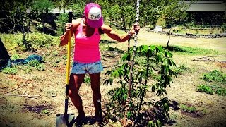 How To Grow Cassava / Yuca / Tapioca