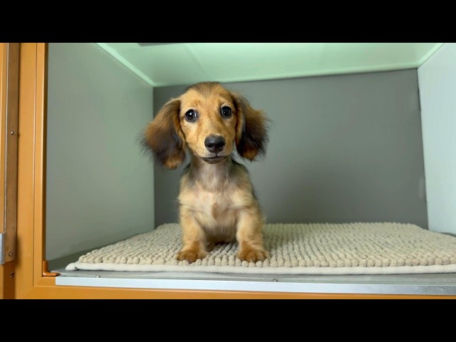 (子犬) 犬種：ダックスフンド・ミニチュア・ロング 男の子 ブリーダー マロニエケンネル　MARRONNIER KENNEL k4176の画像