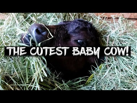 THE CUTEST BABY COW ON THE PLANET!