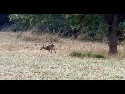 Ciervos en Parque Ollargan-Montefuerte (Arrigorriaga)