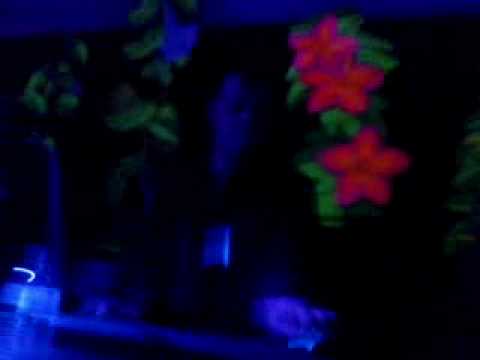 X-Madness - Sintra@25/12/09@A-Mush II