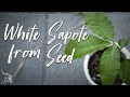 Growing White Sapote from Seed