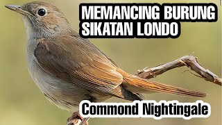 Download lagu pancingan burung sikatan londo | pancingan mp3