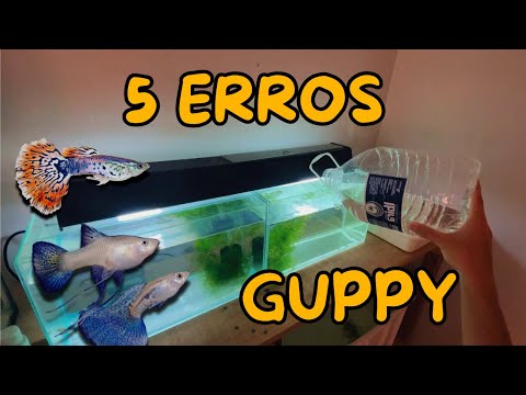 5 MOST COMMON MISTAKES WITH GUPPY FISH