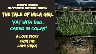 ODG’s 2023 OGG “Fat with Bud, Caked in Colas” The Tale of Hula Girl…A Love Story from the Love Shack