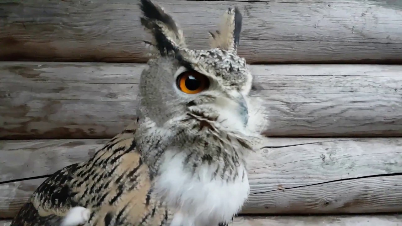 Снова в гостях у филина Нафани. Гнездо филина.