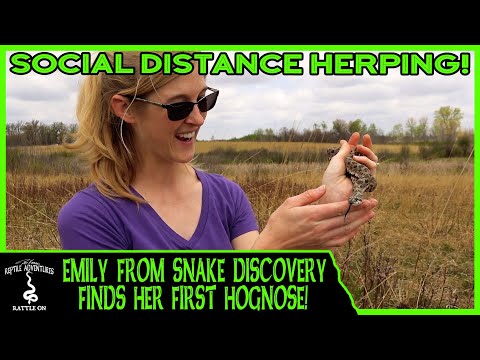 YouTube reptile video