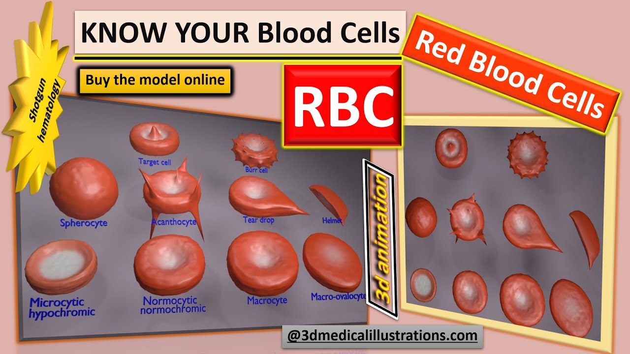 RBC types 3D Model