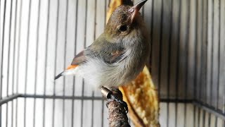 Download lagu suara burung kemade betina gacor--Pancingan & Masteran kemade jantan mp3 Download lagu suara burung kemade betina gacor--Pancingan & Masteran kemade jantan mp3